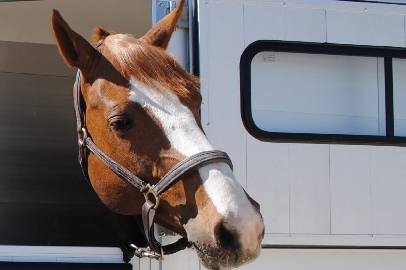 Cheval Liberté Touring Country – Image 6